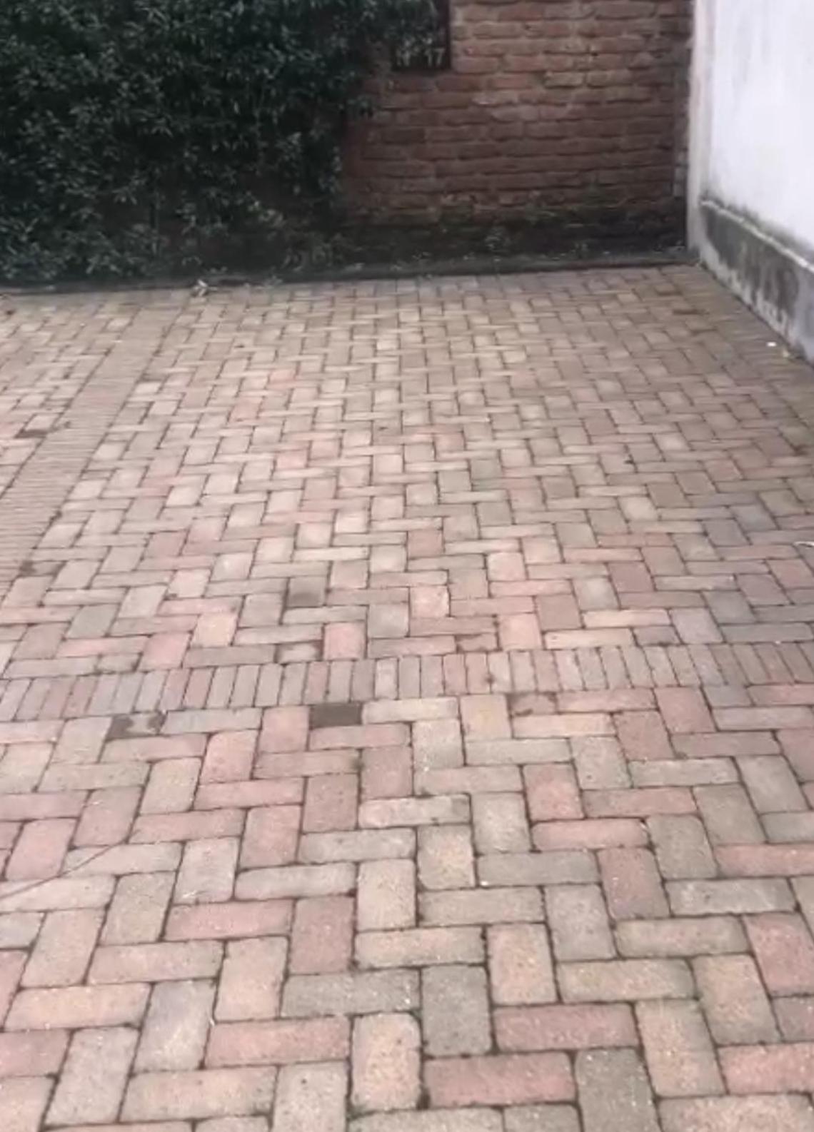 Gatto Bianco Mia Milano